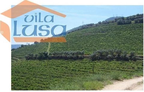 Farm in the Douro left bank, With douro river bank, Manor House, House of caretakers, mechanized winery and with wooden and stainless steel vats, Mechanism to Remove the cangain of grape (bagasse), Warehouse and Lagares.60 Hectares, +/- 3 ha. of mont...