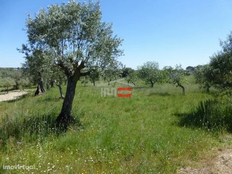 Excellent Rustic Land, on the edge of the main road of Paço, with several fruit trees and small well.