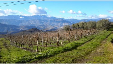 Propriété située à Poiares à 450 - 500 mètres d'altitude, à 10 km de Peso da Régua, intégrée au site du patrimoine mondial du Douro. Bonne accessibilité. Superficie totale de 3 hectares dont 2,5 hectares de vignes et le reste d'oliviers. Paysage spec...