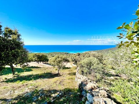 In the Municipality of Corbara, magnificent land on the hillside offering a breathtaking view of the beaches of Bodri/Ghjunchitu and Cap Corse. In a dominant position, the land benefits from all exposures. The environment is very quiet with a total a...