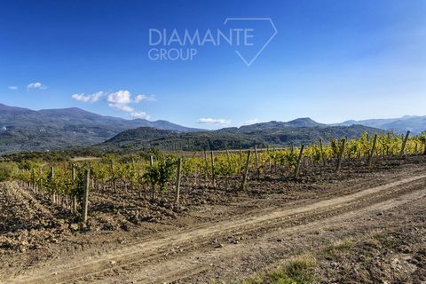 CASTEL DEL PIANO (GR), Surroundings: Organic wine estate of approximately 11 hectares, of which: - 7 hectares of vineyard registered as DOCG Montecucco mainly of Sangiovese, Merlot, Trebbiano, Malvasia, Ansonica and Ciliegiolo quality placed on neat ...
