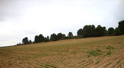 29.200 m2 flaches Grundstück mit spektakulärem Blick über die Berge und das Tal, am Rande des Grundstücks sind Sie von Pinienbäumen geschützt und auf dem Grundstück gibt es einen Olivenhain.