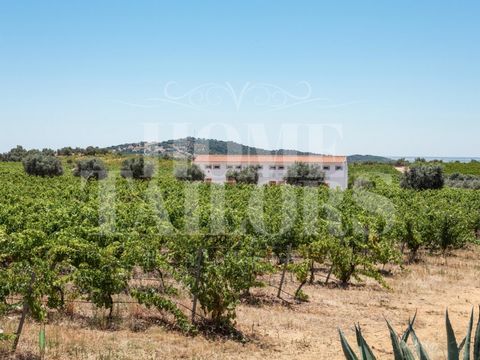 On the border between the Upper and Lower Alentejo in Vila de Frades - Vidigueira, between the Serra do Mendro and the Alentejo Plain, is the Quinta das Ratoeiras, which owes its name to these artifacts, true traps for hunting the many thrushes exist...