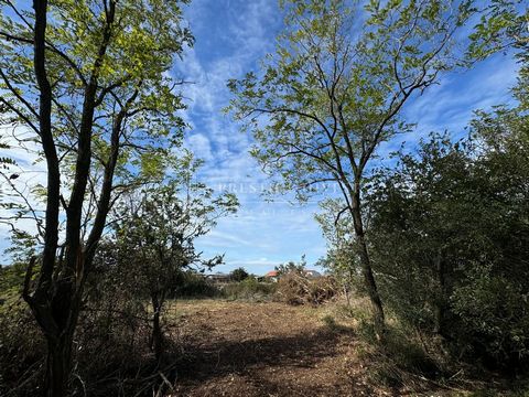 Location: Zadarska županija, Vrsi, Vrsi.