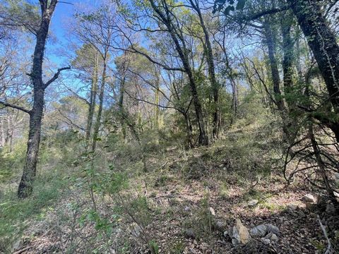 Terrain boisé à vendre sur le secteur de Chateaudouble