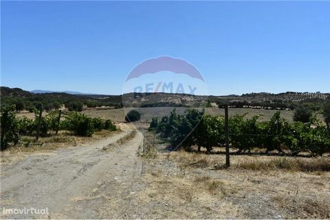 About 12ha in the center of Crato with a great view of the village. 3.5ha of olive groves about 1.5 years old (cobrançosa) with a drip irrigation system, 1.5ha of vineyards (Alicante, Aragonês and Trincadeira) also with automatic irrigation, small po...