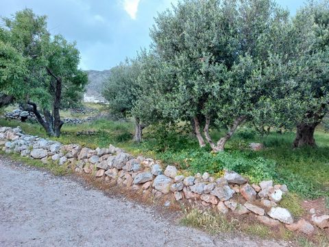 Zakros, Sitia, Crète orientale : Un terrain à bâtir spécial dans le plan du village situé en bordure du village. Le terrain a des oliviers et fait 317m2. Il a un droit à bâtir de 210m2 et a un très bon accès. L'eau et l'électricité sont à proximité. ...