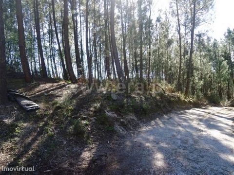 Agricultural and plantation land with trees ready to slaughter, with an area of 41,700m2; Spring water; 5 articles; only 10 minutes from the Village of Cabeceiras
