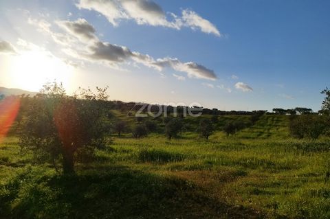 Identificação do imóvel: ZMPT565573 RUSTIC LAND WITH 15500m2 OF OLIVE grove Magnificent property located in the heart of Alentejo, where the beauty of the landscape merges with investment potential. With a vast 15,500m² of land, this place offers an ...