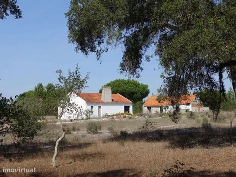 Grundstück mit 25 ha in Bicas in der Gegend von Comporta in der Nähe von Aldeia da Muda, ca. 20 Minuten vom Strand Pego und 20 Minuten von Comporta entfernt. Mit vereinzelten Pinien- und Eukalyptusbäumen und zwei Ruinen mit der Möglichkeit der Wieder...