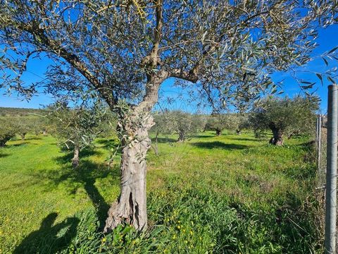 Terrain avec oliveraie à vendre à Campo Maior > Matura Oliveiras Située dans une région connue pour sa beauté naturelle et la qualité exceptionnelle de son huile d’olive, cette terre offre une excellente opportunité pour les investisseurs agricoles o...