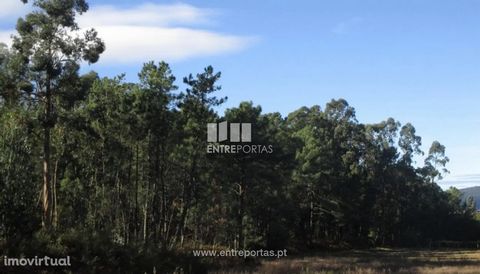 Venta de terreno forestal con 3400 m², Vila Franca, Viana do Castelo. Lugar de gran tranquilidad, a pocos minutos de la ciudad. Ref.: VCM11976 ENTREPORTAS Fundado en 2004, el grupo ENTREPORTAS con más de 15 años, es líder en mediación inmobiliaria en...