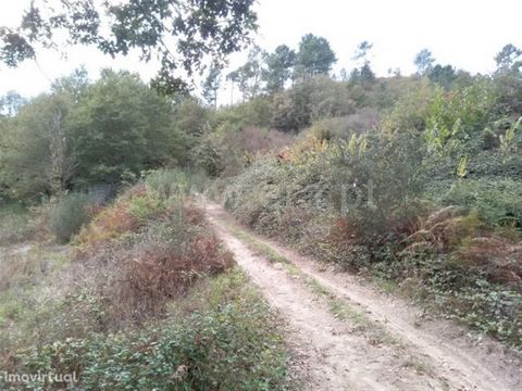 Land with 10,000 m2 in Vila Cova Land for tree plantations with: Good access, Area with lots of water, Good sun exposure. Union of parishes of Freitas and Vila Cova It was the headquarters of a parish extinct in 2013, as part of a national administra...