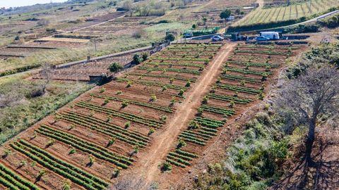 4 thousand m2 of orchards planted with potatoes (production up to 10.000kg per year), 144 avocate, + 490m2 vineyards in private deed. All the land is fenced, irrigation and drinking water from Balten. The indicated price does not include taxes or reg...