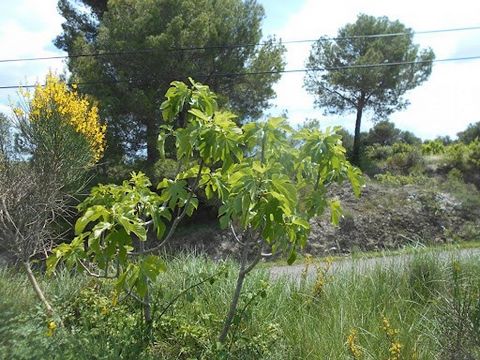 A few kilometres from Montagnac and Pézenas, beautiful agricultural land that cannot be built on, not subject to flooding, with fertile land that can accommodate a vegetable garden and orchard, and any agricultural project. Some existing fruit trees....