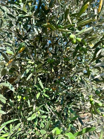 Nasz gaj oliwny znajduje się w Aydın Karacası Yaykın Çakıröreni. Drzewa w naszym gaju oliwnym zostały posadzone w 2005 roku i mają około 18 lat. W naszym gaju oliwnym rośnie około 900 drzew. Oliwki należą do odmiany Gemlik. Ponieważ jest to gaj oliwn...