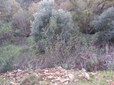 Excelente terreno com 4210m2 a confrontar com uma ribeira, muitos bons acessos, possui uma ruina. Diversas arvores de fruto, a eletricidade esta perto ,terreno esta a 100metros do alcatrão Ideal para gosta de viver na natureza. Não perca esta oportun...