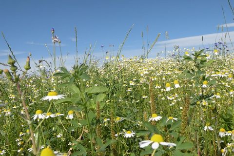 In genau 1 km Entfernung von Houffalize, das für die idealen Mountainbike-Möglichkeiten und den herrlichen Blumenschmuck bekannt ist, liegen die modernen Häuser Les Jardins de lOurthe. Von den Wohnungen wandern Sie direkt in eine wunderschöne Naturla...