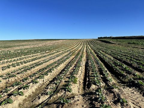 Voici la traduction de votre description en français : Cet excellent terrain, mesurant 5000m², est situé à Atouguia da Baleia et bénéficie d’un emplacement privilégié. Il se trouve à seulement 5 minutes de Ferrel, à 10 minutes des plages de Baleal et...