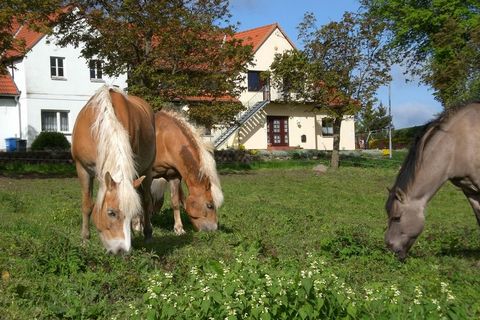 Appartamento familiare con terrazza giardino coperta su un terreno di 3000m ² nel villaggio rurale di Klein-Nienhagen, tra Ostseebad Kühlungsborn (16 miglia) e la piccola città di Satow (5 miglia). Questo spazioso appartamento di 3 locali si trova in...