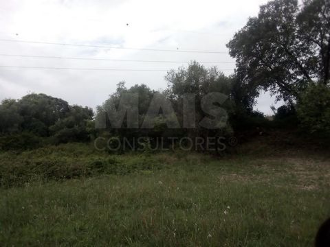 Rustic land for sale in Pontinha / Casalinho. Two articles with a total area of about 7000m2, next to the road that connects Lamarosa (Torres Novas), to the Junction. Ideal for cultivation, it has several trees, including olive trees, fig trees, pine...