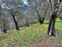 Building plot of 2,072m2, terraced, planted with olive trees, with small rural building. Access to vehicle, water and electricity nearby. Beautiful exposure, unobstructed view, quiet.