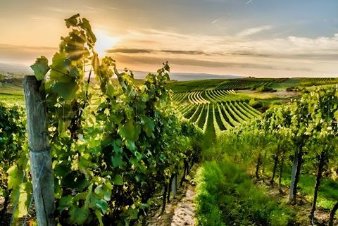 Dans le Gers, ce domaine viticole est une propriété familiale transmise de génération en génération. Les 7 hectares de vignes produisent l’un des meilleurs Armagnac de cette région. Très beau stock de très vieux Armagnac. Le domaine dispose d‘un chai...