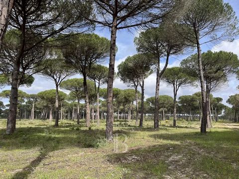 Mixed farmland covering 52 hectares, located just 10 minutes from Melides and 15 minutes from the beaches of Aberta-a-Nova and the Alentejo coastline. The landscape is dominated by spontaneous forest, where umbrella pine, maritime pine and cork oaks ...