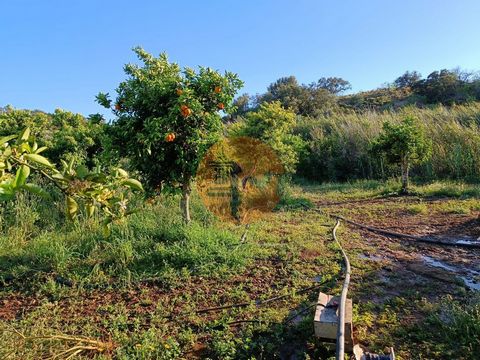 Rustic land with 4,880m² near the dry river, in Castro Marim - Algarve. Land with vegetable garden, fruit trees in production. Vegetable garden in production. Irrigation water and irrigation system on the ground. Orange trees, loquat trees, lemon tre...