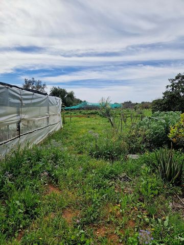 Rustic land with great agricultural potential, located in Campinas de Boliqueime, parish of Boliqueime, municipality of Loulé, in the Algarve. This property has a total land area of 6,650m2. The land is in good condition and is currently farmed by it...