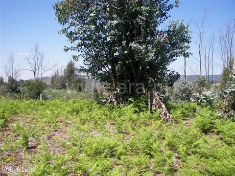 Land for plantations with 450 m2 in Medelo Land for plantations with: 450 m2; Good access; Good sun exposure. Parish of Medelo Located about one kilometer from the concelhia state, the parish of Medelo has an occupational area of 2.52 km² and 1,602 i...
