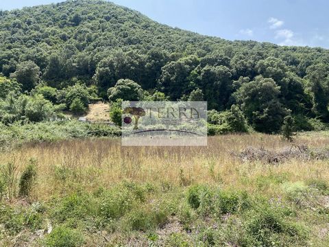 Terra Real Estate Solenzara, offers for sale, exclusively, in the town of Serra Di Fiumorbo in Acquacitosa, a plot of 1,100 m2 (Lot C). This flat land is very well exposed and will ensure you a beautiful sunshine. The different networks are close to ...