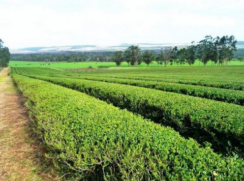 Не ждите годами дохода, John Rich Real Estate рада представить Southern Forest Green Tea диверсифицированную собственность по выращиванию авокадо, зеленого чая и пастбищ, которая является домом для урожая зеленого чая площадью 4 га и сада авокадо пло...