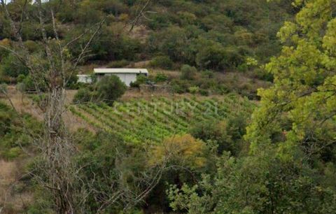 Located in the Ribeira area of Vila Nova. With a total area of 2.304000 (ha) A privileged area of beauty and tranquility, just a few minutes from the center of Bucelas. Ideal location for your large-scale agricultural operation and you can even inves...