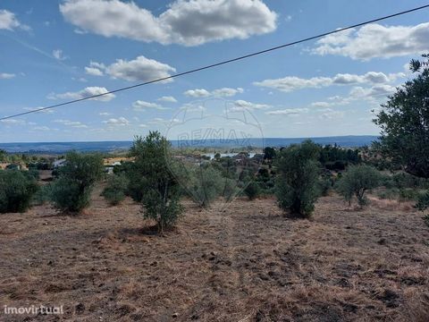 Land in Mouriscas, Abrantes, village of pine and eucalyptus, with access by dirt road. Located in a forest area, it is suitable for a forest or olive grove plantation project.