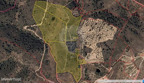 Land for sale in Serrasqueira, parish of Vila Velha de Ródão. Consisting of traditional olive groves, pine forests, some fruit trees and cork oaks. It also has a well with water all year round, a pond with a spring and rural construction. With excell...