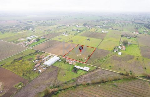 Grond in Évora te koop. Gelegen in São Miguel de Machede met 10.000m2, goed gelegen met snelle toegang tot de A6, op 20 minuten van Évora Centro. Het kijkt uit over het kasteel van Évoramonte en Serra Dossa. Heeft: - Waterput met het hele jaar door w...