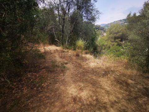STORY SCLOs 25 minutes from Nice, leisure area of 456 m2 with olive trees on the grounds, accessible only by footpath (about 5 minutes walk), exposed east. Small price for quick sale! EXCLUSIVE!