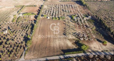 VERNOLE - LECCE - SALENTO Just 4 km from the crystal clear Adriatic sea and the Cesine Nature Reserve, and less than 1 km from the town of Vanze (hamlet of Vernole), we offer for sale an agricultural land of about 17,500 sqm. According to the General...