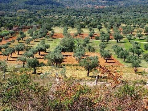 Olive grove consisting of several plots. You will find a high-quality olive grove with a good extension of land. The quality of this terrain is not only on the surface... because underground you can find the precious and so acclaimed Estremoz Marble....