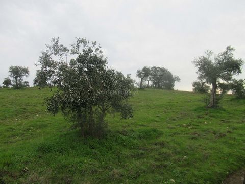 Land with new olive grove, with around 100 olive trees, with a small building for storage. Total land area of 7,812.5. Good access on a dirt road. Electricity next to the property. Located in Mata, union of parishes Escalos de Baixo and Mata, a very ...