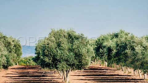 PYRENEES ORIENTALES DOMAINE OLEICOLE ET NUCICOLE