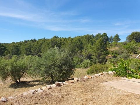 There are mains electric and water connected to the land, it really is a beautiful location. With 15000 sq mtrs of almonds and olive trees and ringed with pine trees. This finca is six kilometres from the small town of Atzeneta with all the facilitie...