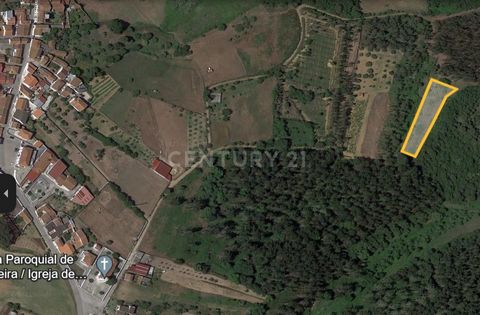 Odlad mark med 1960m2 majsodling med 18 fruktträd och vingård med 120 vinstockar, belägen i Adoeira Abrunheira