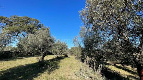 Land with a total area of 6,750 m2. Flat land, with traditional olive grove, good access on dirt, electricity next to the property. Location with restaurants, cafes, ATM, day centre, parish council and public transport with a variety of schedules. 10...