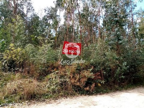 Excellent forest land with 10,000m2, with great access and close to various services. Don't miss this opportunity! Contact now!
