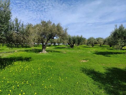 Located in Agios Nikolaos. Building plot of 6315 m2, nicely positioned in the area of the coastal tourist resort of Sissi, Crete. The plot has the planning permission (allowance) for the construction of a villa or villas of up to a total of 246 m2, b...