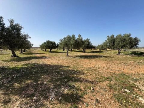 We offer for sale a plot of land of 7200 m2 located in Kalaa Kbira in the Eco Village area an ideal location for your development or real estate investment projects. Surface area 7200 m2 Location Eco Village Zone ideal for environmentally friendly pr...