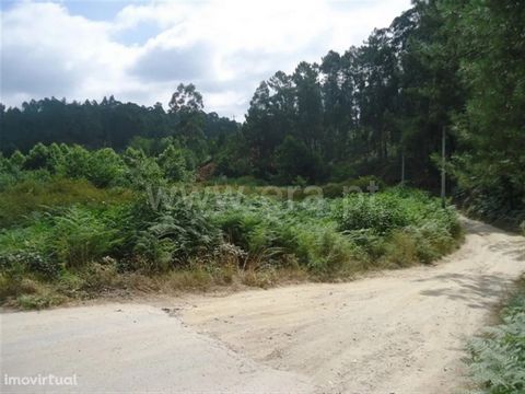 Flat agricultural land with plantation already with trees for cutting, 2 articles, total area of 20,000m2; Near the River Beach; with all services nearby.