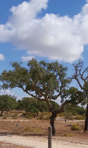 I present you this rustic land in Courela da Charneca, municipality of Mora, district of Évora, with an area of 36,250 m2, This land consists of cork oak forests. Possibility of constructing a residential building owned by the owner of the agricultur...